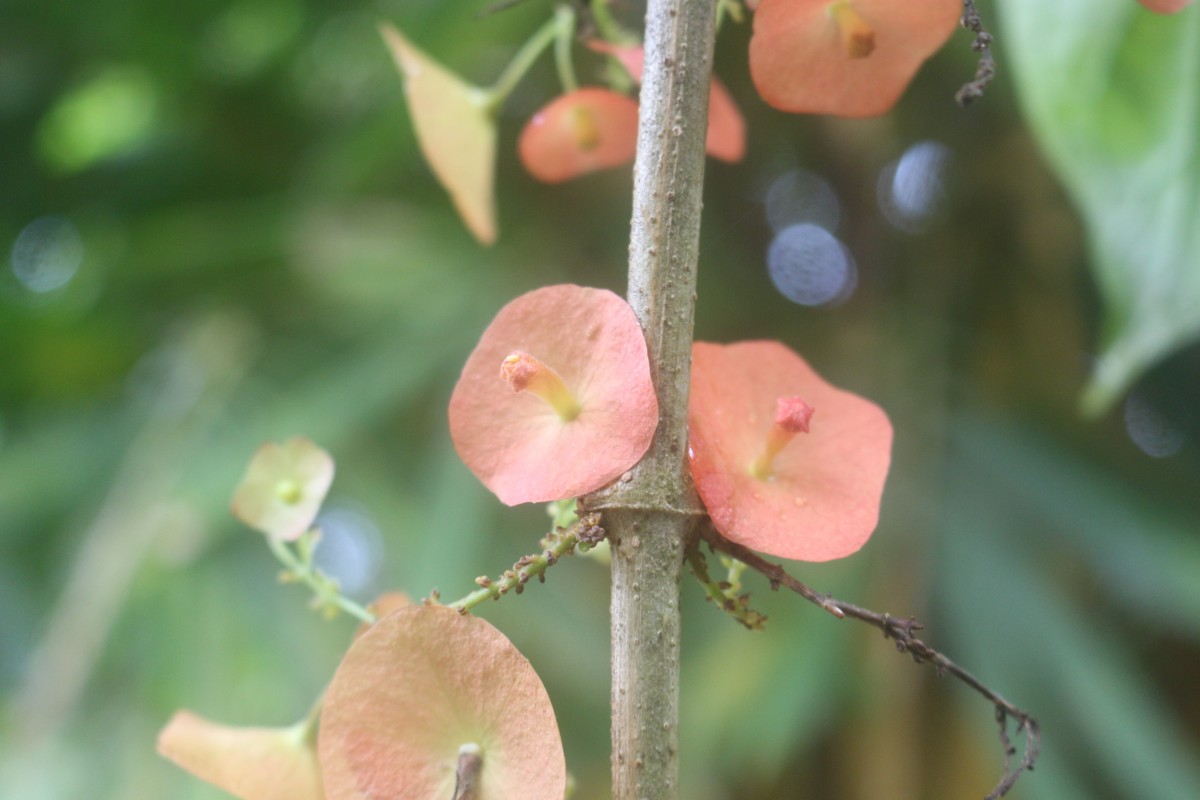 Holmskioldia sanguinea Retz.